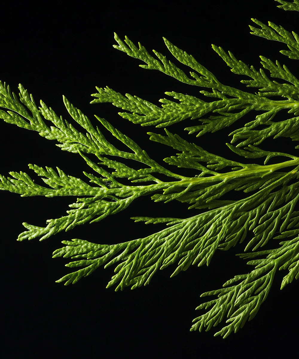 Atelier Rebul |  No.6 Elixir Artisanal – Extrait de parfum 100 ml