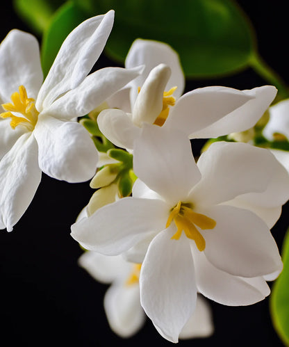 Atelier Rebul | ''No. 94'' EDP 100 ml