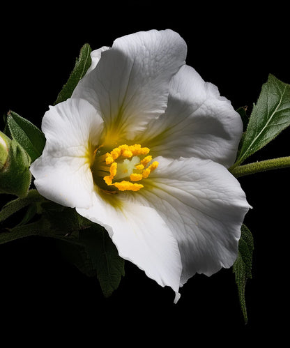 Atelier Rebul | N° 2 Elixir Artisanal – Extrait de parfum 100 ml